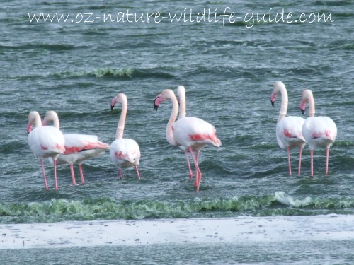 greater_flamingo